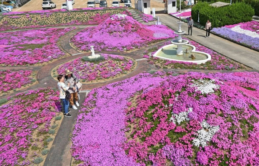 庭園を鮮やかに彩るシバザクラ＝香川県高松市西植田町