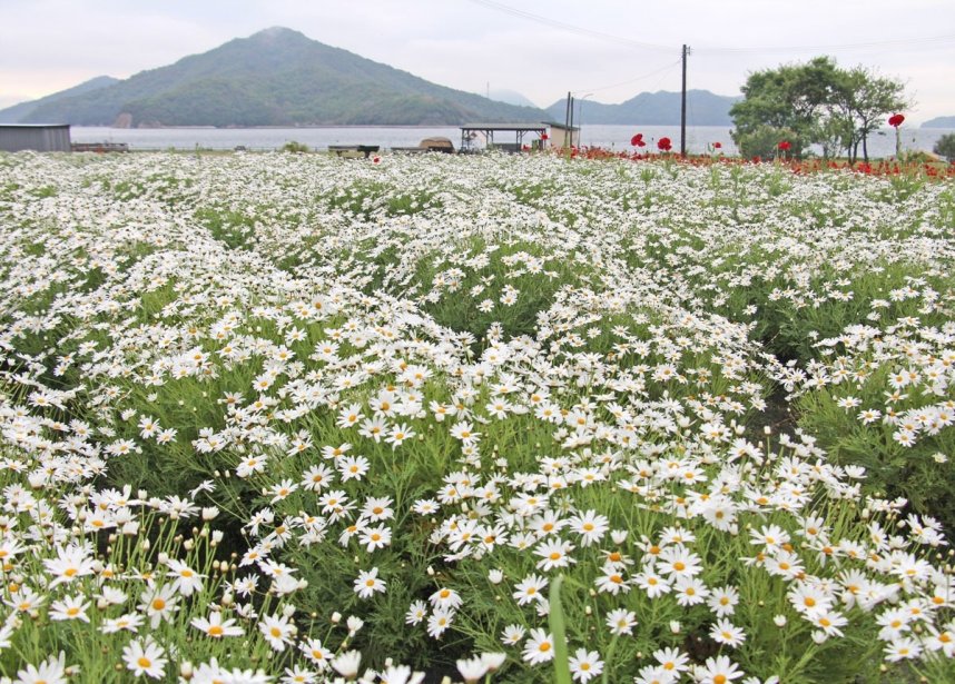 白いじゅうたんを敷き詰めたようなマーガレット＝香川県三豊市詫間町、フラワーパーク浦島