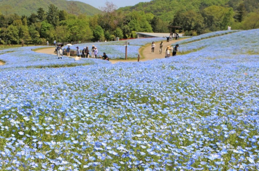 丘一面に広がるネモフィラ＝香川県まんのう町吉野、国営讃岐まんのう公園