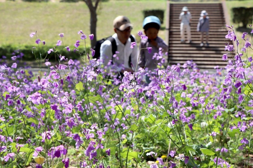 かれんな紫の花を付け、見頃を迎えたムラサキハナナ＝香川県坂出市、番の州公園