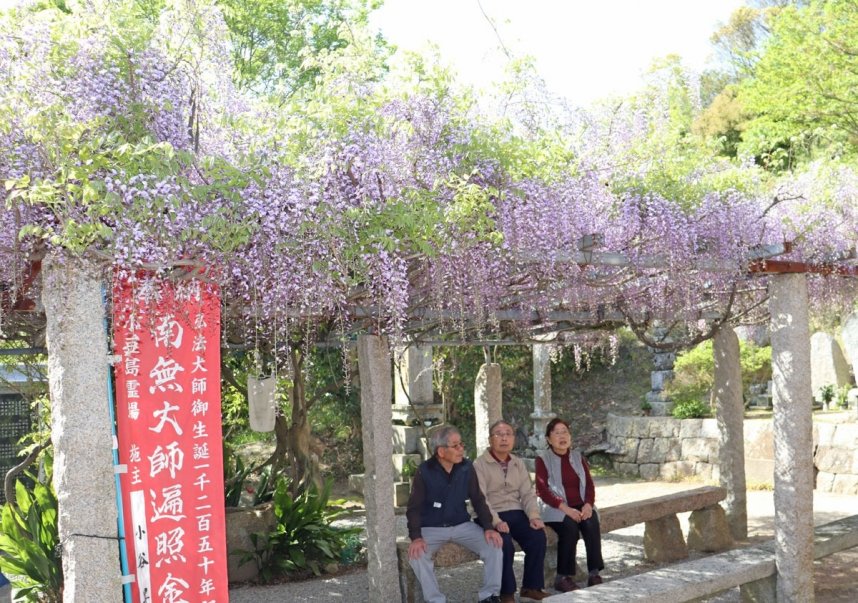 棚から垂れ下がったフジの花