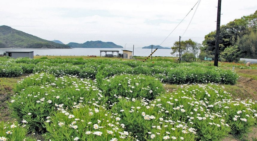 咲き始めのマーガレット。満開になると花の白色と海のコントラストが楽しめる＝香川県三豊市詫間町、フラワーパーク浦島