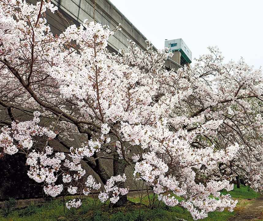 殿川ダム公園