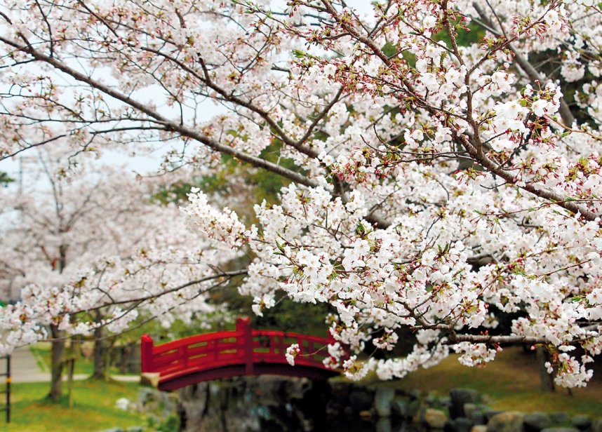 琴弾公園