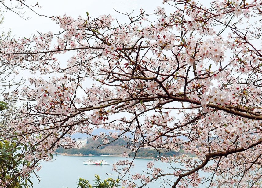 城山桜公園