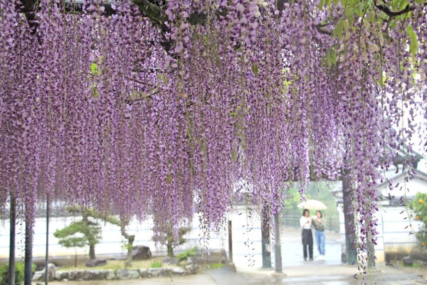 降り注ぐシャワーのようにしだれるフジ＝香川県三豊市財田町、萬福寺