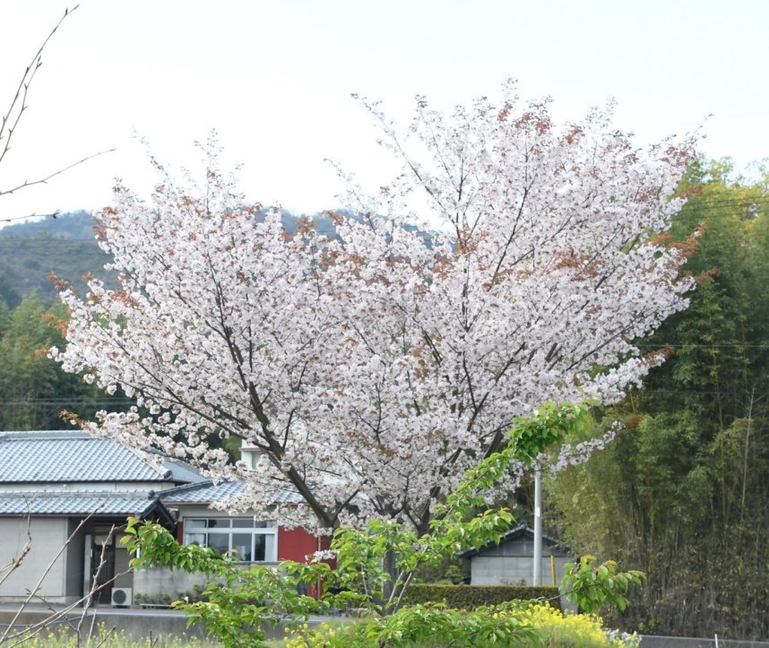 丸亀沖の広島でハート形に花を付けた桜（７日撮影）
