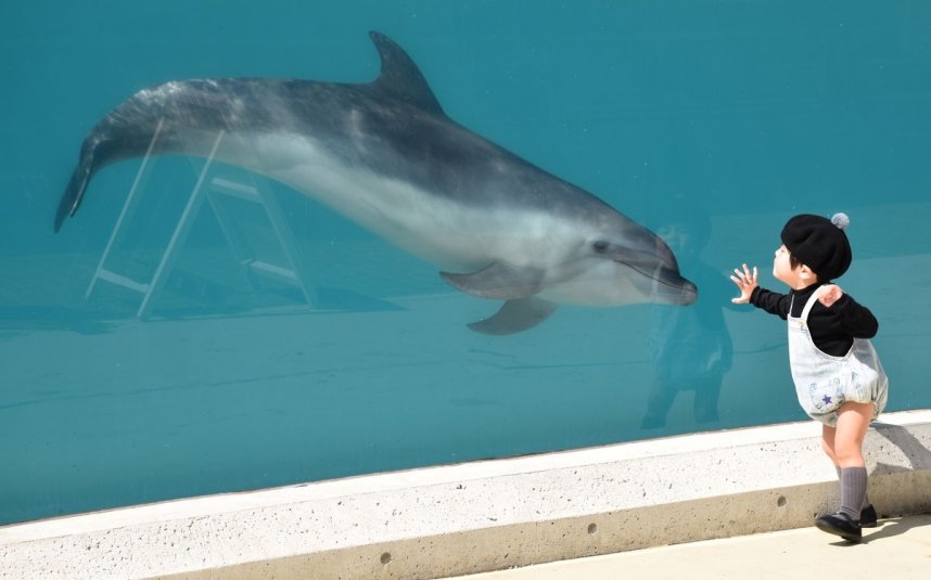 イルカの「ナナ」とプール越しに触れ合う子ども＝香川県高松市屋島東町、新屋島水族館