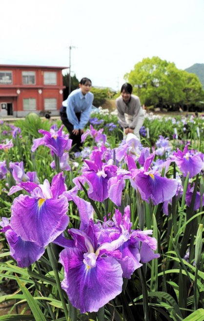 鮮やかな花を咲かせたハナショウブ＝香川県坂出市川津町、かわつ花菖蒲園