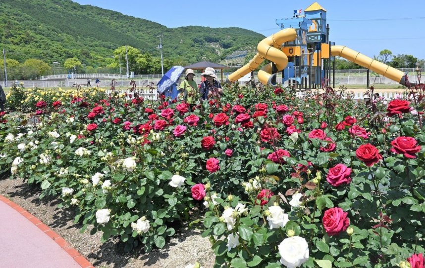 あでやかに咲き誇り、来園者を魅了する多種多彩なバラ＝香川県高松市亀水町