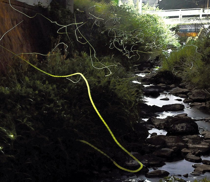 黄緑色の光を放ちながら、川沿いを飛び交うホタル＝香川県高松市亀水町（比較明合成）