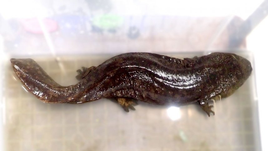 研究者から譲り受けたオオサンショウウオの交雑種