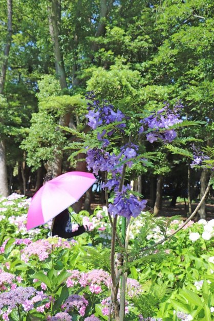 鮮やかな青紫色の花を付けるジャカランダ＝香川県坂出市、番の州公園