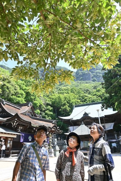 境内を彩るボダイジュの花＝高松市牟礼町、八栗寺