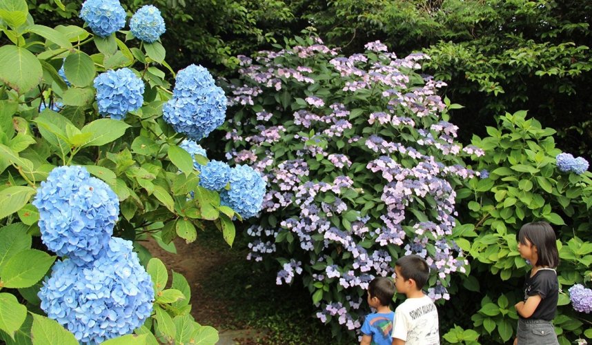 セイヨウアジサイとガクアジサイが一緒に楽しめる遊歩道の入り口＝観音寺市粟井町、粟井神社