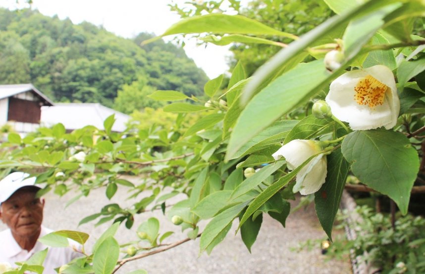 純白のかれんな花を咲かせたナツツバキ＝さぬき市多和