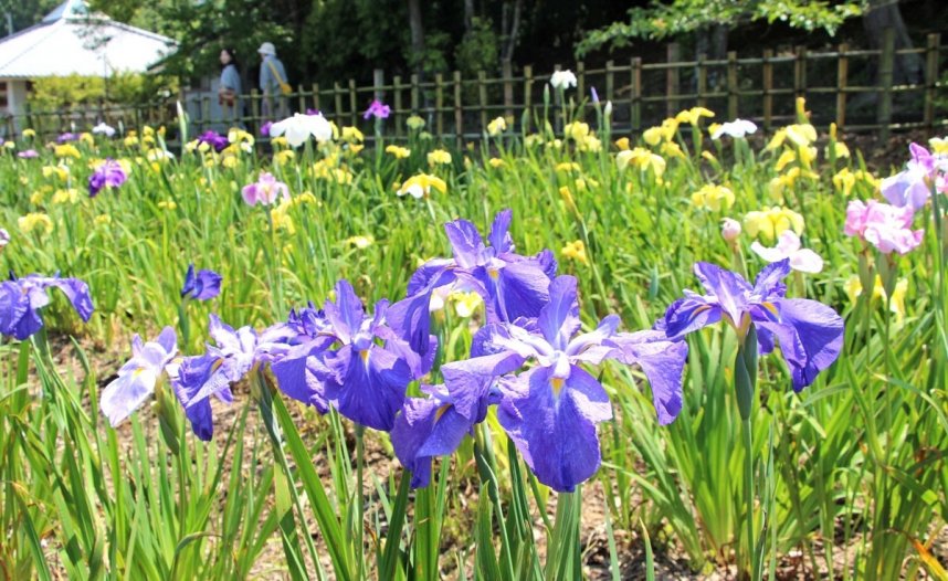青や紫、黄色など色とりどりの花を咲かせたハナショウブ＝香川県さぬき市長尾名、県立亀鶴公園