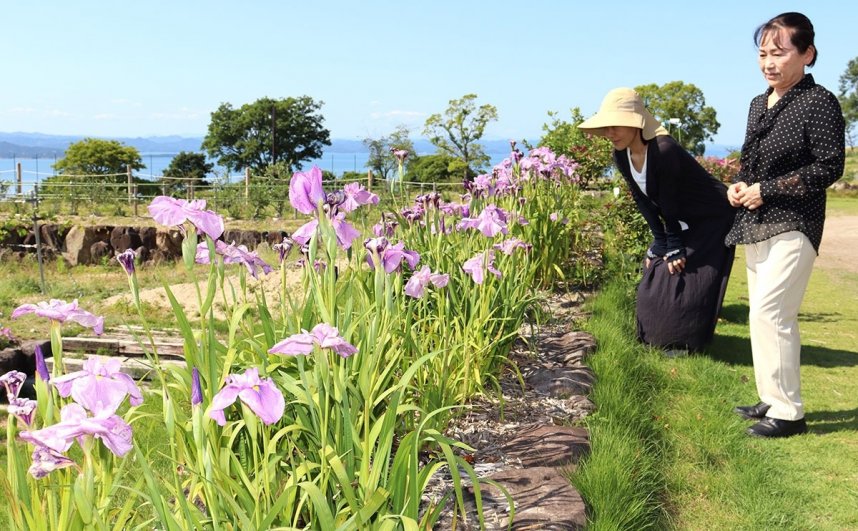 日差しに輝く薄紫色のハナショウブ「小豆島」を観賞する観光客＝土庄町屋形崎
