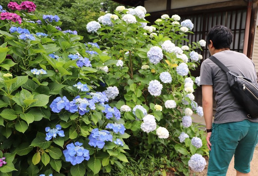 境内で鮮やかな花を咲かせるアジサイ＝坂出市青海町、白峯寺