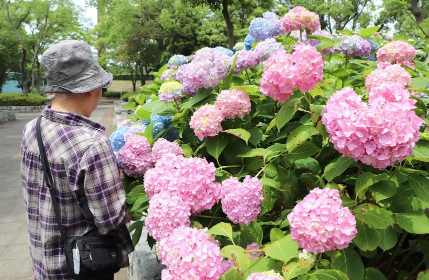 色とりどりに咲き誇るアジサイ＝香川県坂出市、番の州公園