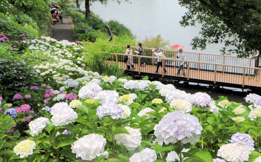 色とりどりに咲き誇るアジサイ＝まんのう町吉野、国営讃岐まんのう公園