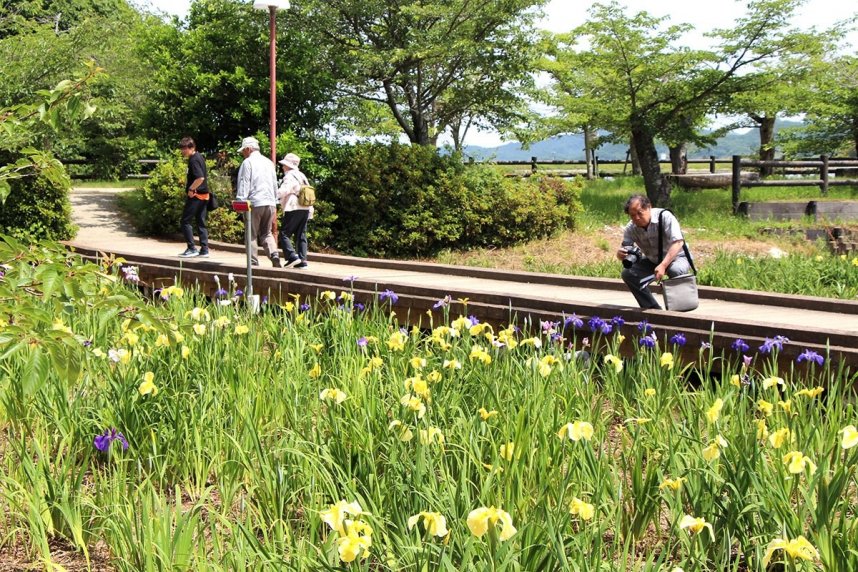 黄色や紫色のハナショウブを眺める来園者＝さぬき市長尾名、亀鶴公園