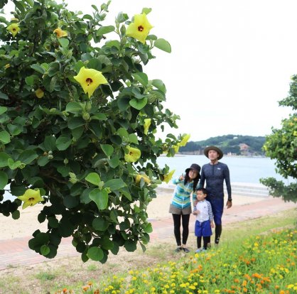 ハイビスカスに似た黄色いハマボウの花に見入る家族連れ＝土庄町、鹿島海水浴場