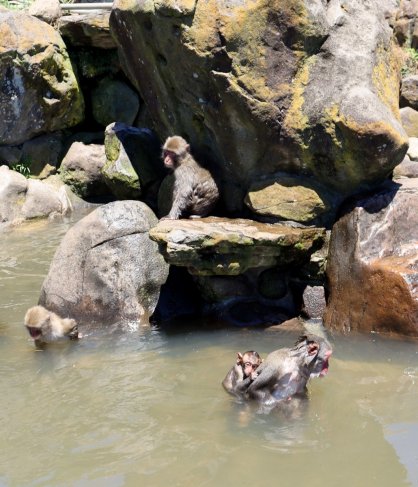 水を張ったばかりの池で、水遊びを楽しむサルたち＝香川県小豆郡土庄町肥土山、お猿の国
