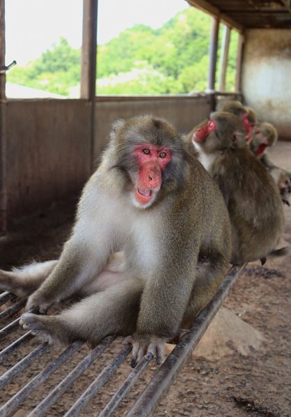 Ａ群のボスに昇格し、２４代目「団十郎」を襲名したサル（手前）＝土庄町肥土山、お猿の国