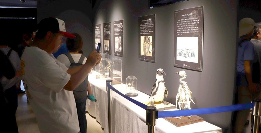 ケープペンギンをはじめ、さまざまな水生生物の骨格標本や剝製などが並ぶ「骸展」＝宇多津町浜一番丁、四国水族館