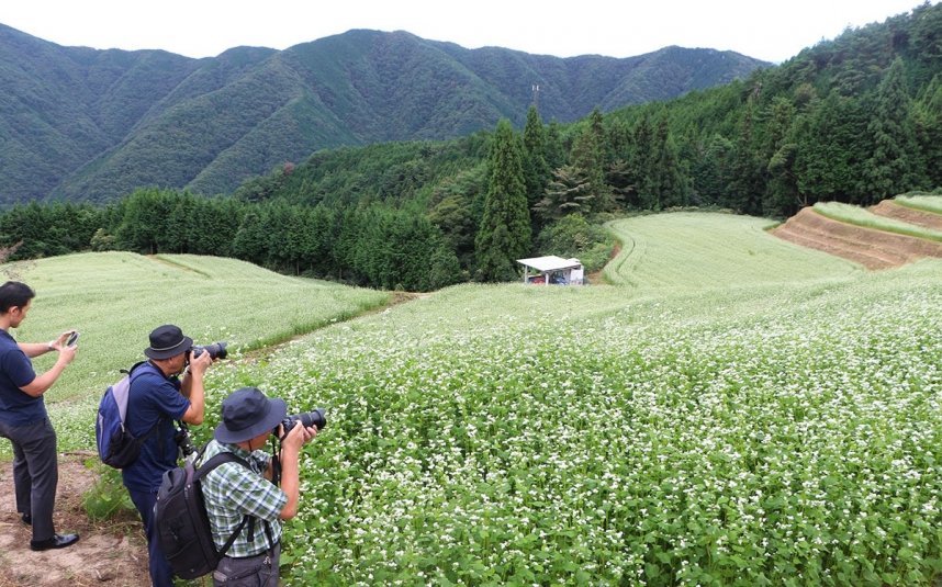 見頃を迎えているソバ畑で写真撮影を楽しむ人たち＝まんのう町川東
