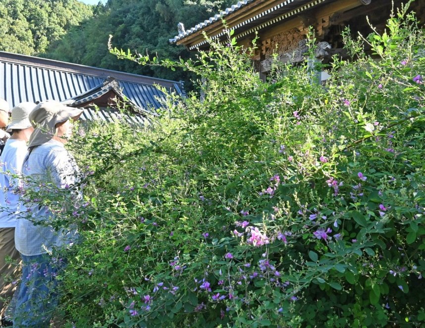 境内をかれんに彩るハギ＝香川県高松市塩江町、最明寺