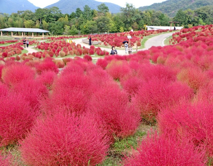 赤く秋色に染まったコキア＝香川県仲多度郡まんのう町吉野、国営讃岐まんのう公園