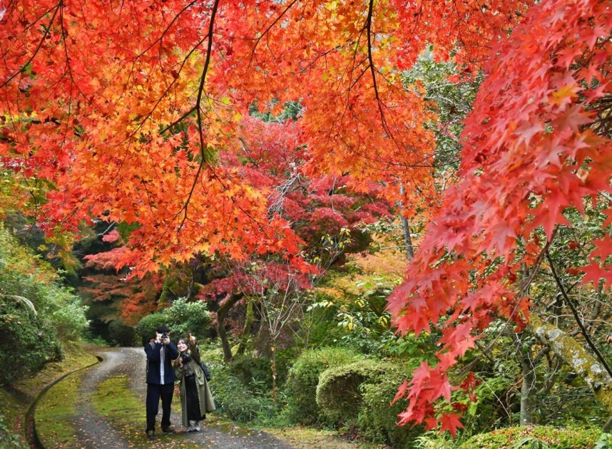 金刀比羅宮の裏参道では鮮やかに染まったモミジなどが枝葉を広げ、参拝客らを迎える＝２０２２年１１月１９日、香川県仲多度郡琴平町