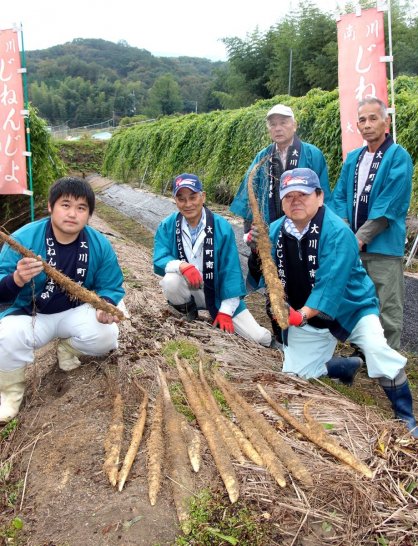 今季の自然薯の出来栄えを確認する南川自然薯研究会のメンバー＝香川県さぬき市大川町