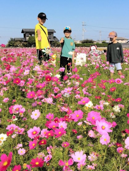 見頃を迎えたコスモスを観賞する児童たち＝香川県東かがわ市西村
