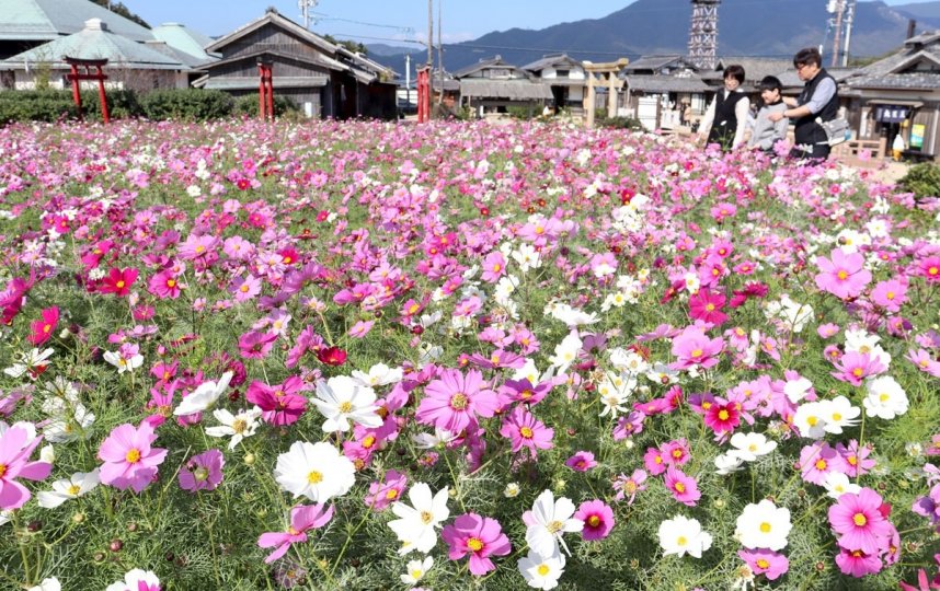 秋の日差しを受けて鮮やかに輝くコスモスに見入る観光客＝香川県小豆郡小豆島町田浦、二十四の瞳映画村