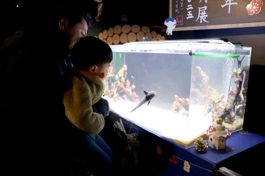 コバンザメなど縁起のよい名前を持つ水生生物が並ぶ「お正月展」＝香川県綾歌郡宇多津町浜一番丁、四国水族館