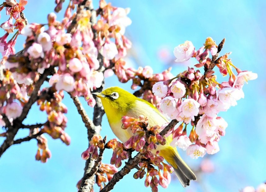 ピンク色のかわいらしい花を咲かせた寒桜。メジロも枝に止まり、春の雰囲気を漂わせている＝香川県丸亀市綾歌町、福成寺
