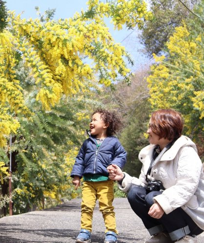 鮮やかな黄色いミモザの花を楽しむ親子連れ＝香川県小豆島町西村、小豆島オリーブ園