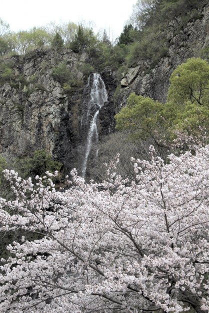 流れ落ちる滝と咲き誇る桜との調和が美しい不動の滝カントリーパーク＝２０２４年４月５日、三豊市豊中町