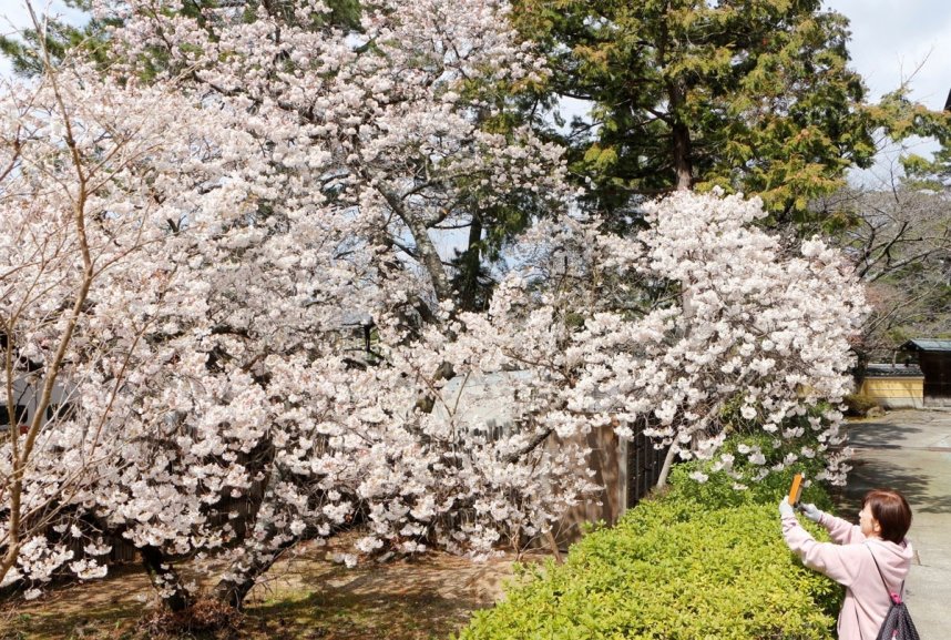 涅槃桜の写真撮影を楽しむ参拝者＝善通寺市、総本山善通寺