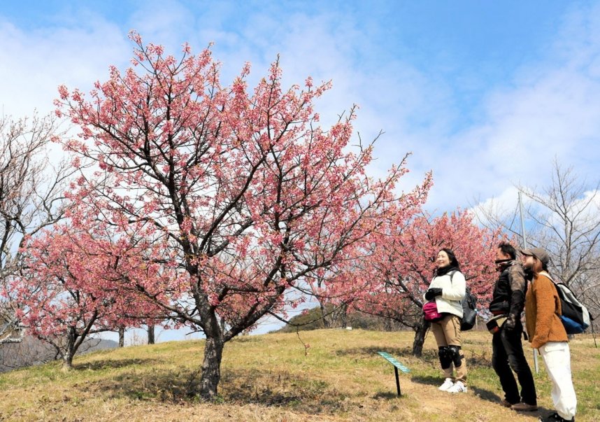 青空に映える鮮やかな舘山寺桜を楽しむ家族連れ＝香川県小豆郡小豆島町池田