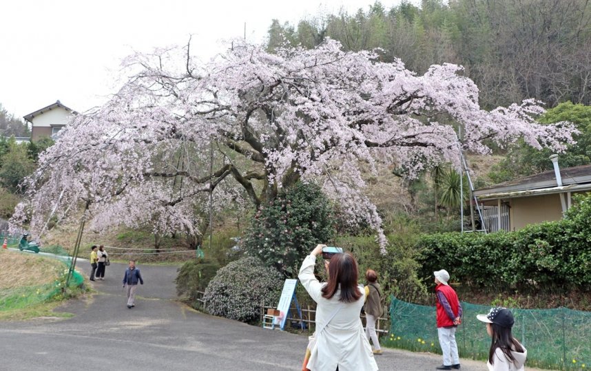 見頃を迎えたシダレザクラの下で記念撮影などを楽しむ家族連れら＝香川県綾歌郡綾川町西分