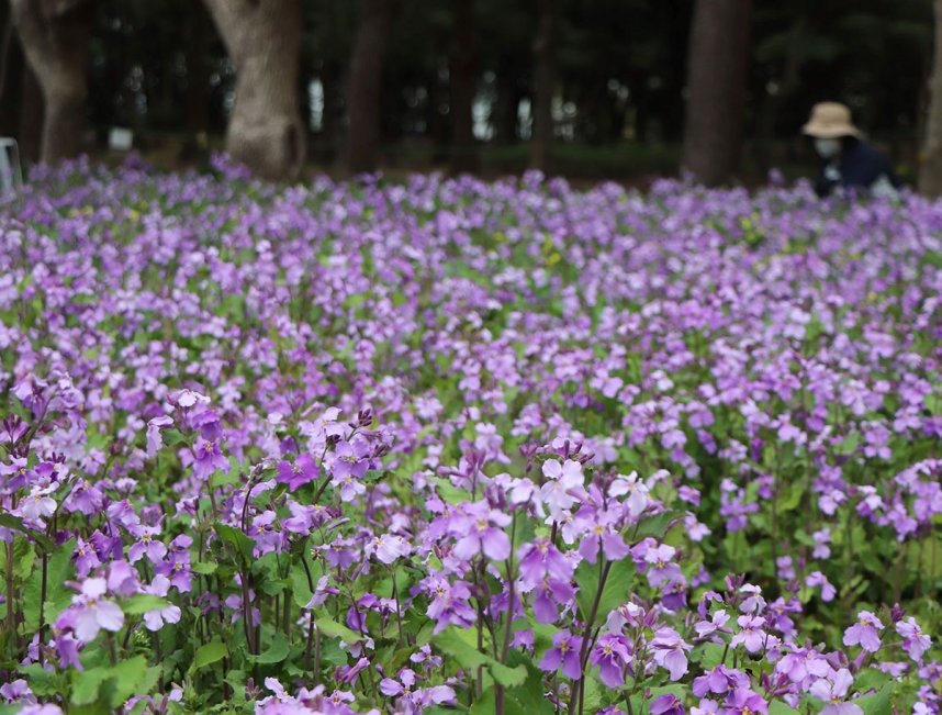 青紫色のかれんな花を咲かせるムラサキハナナ＝坂出市、番の州公園