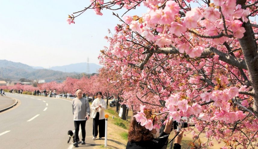 例年よりも２週間ほど遅れて満開間近となった湊川沿いの河津桜＝２１日、香川県東かがわ市白鳥