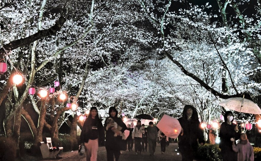 ライトアップされた桜を楽しむ人たち。淡い照明に照らされた桜が春の夜を彩った＝香川県高松市東植田町、公渕森林公園