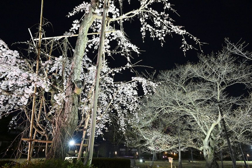 薄桃色の花びらが夜空に浮かび上がった春のライトアップ試験点灯＝高松市栗林町