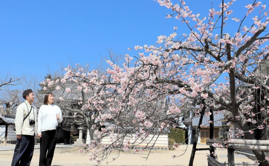 淡いピンク色の花を咲かせたジョウコウジザクラに見入る観光客＝香川県小豆郡小豆島町苗羽、常光寺