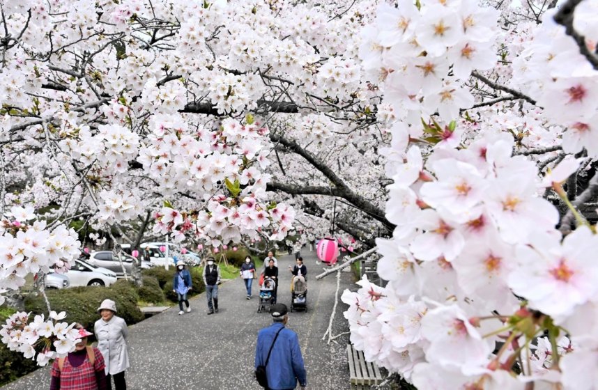 メインストリートの約５００メートル区間では桜がアーチをつくる公渕森林公園＝２０２４年４月５日、高松市東植田町